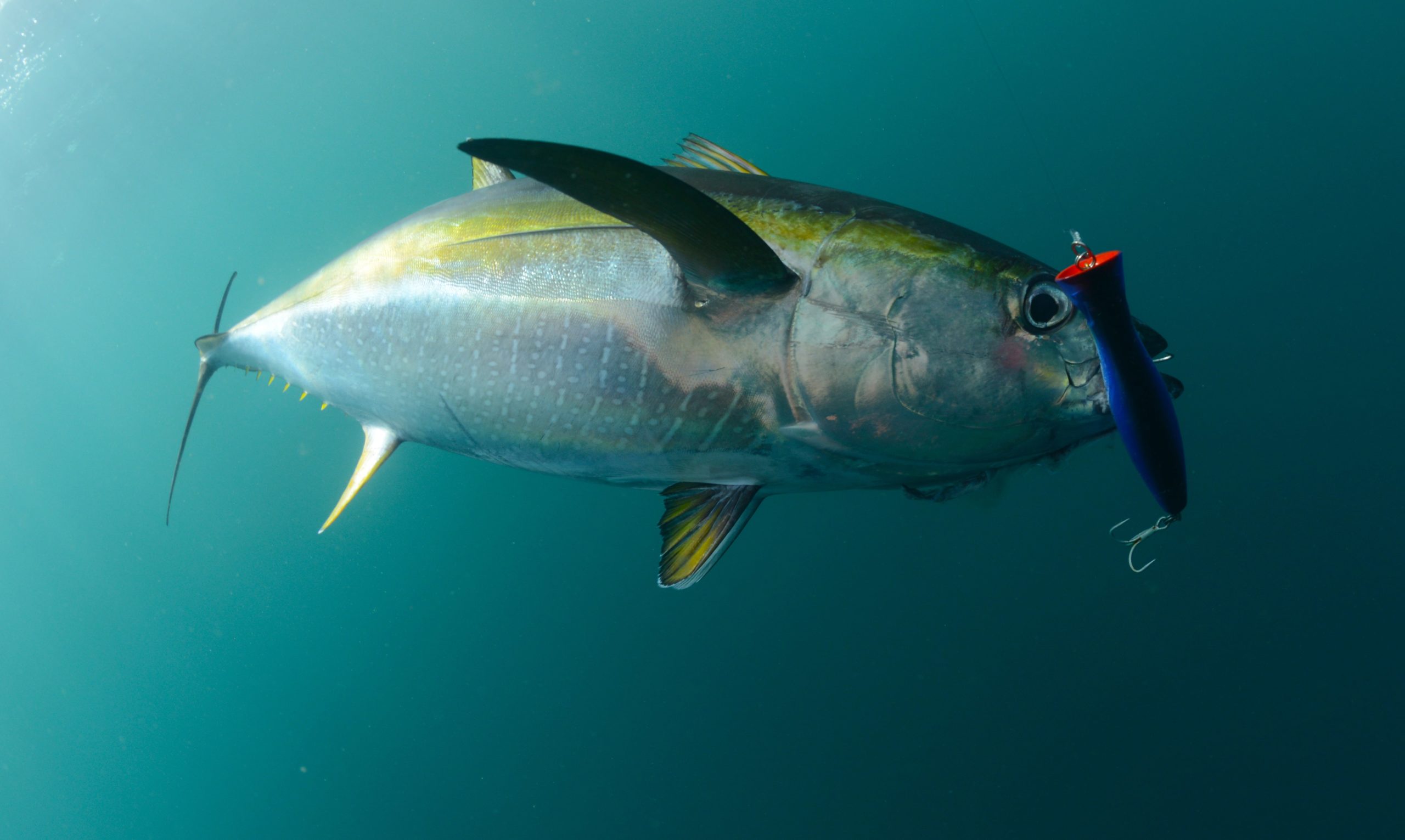 Bluefin Tuna Tackle and Fishing Gear for Sale